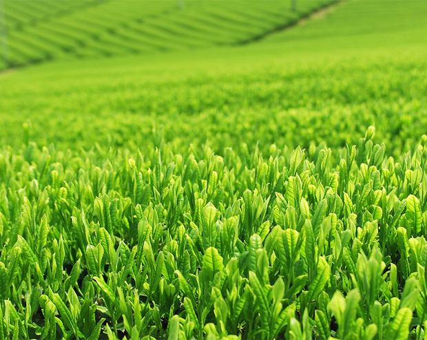 カテキンの抗アレルギー作用