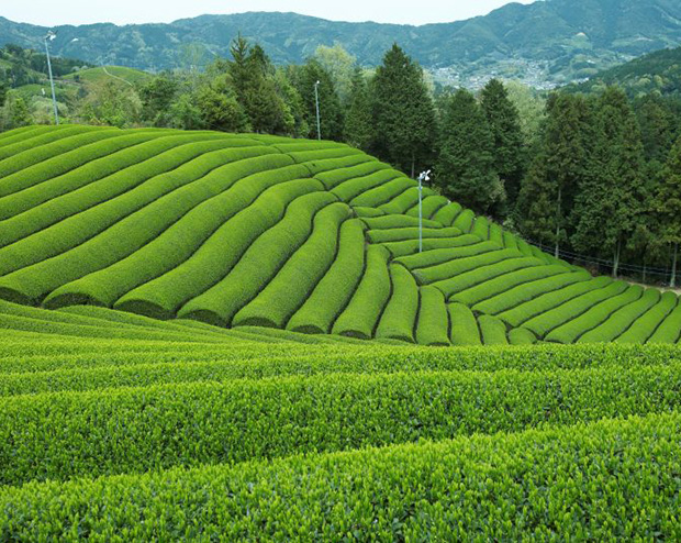 宇治茶について