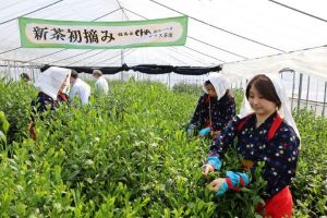 一足早く新緑の息吹きをお届け「初摘み行事」を行いました