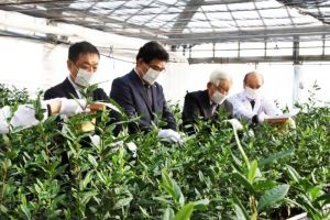 2026年日本一早い茶摘みを行いました。