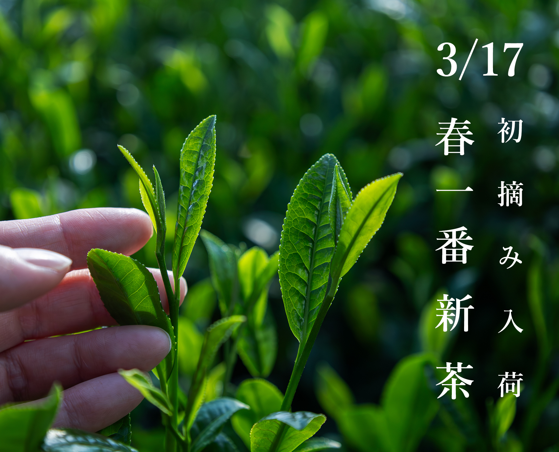 2026春一番新茶