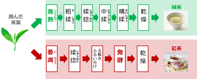 緑茶 紅茶 工程