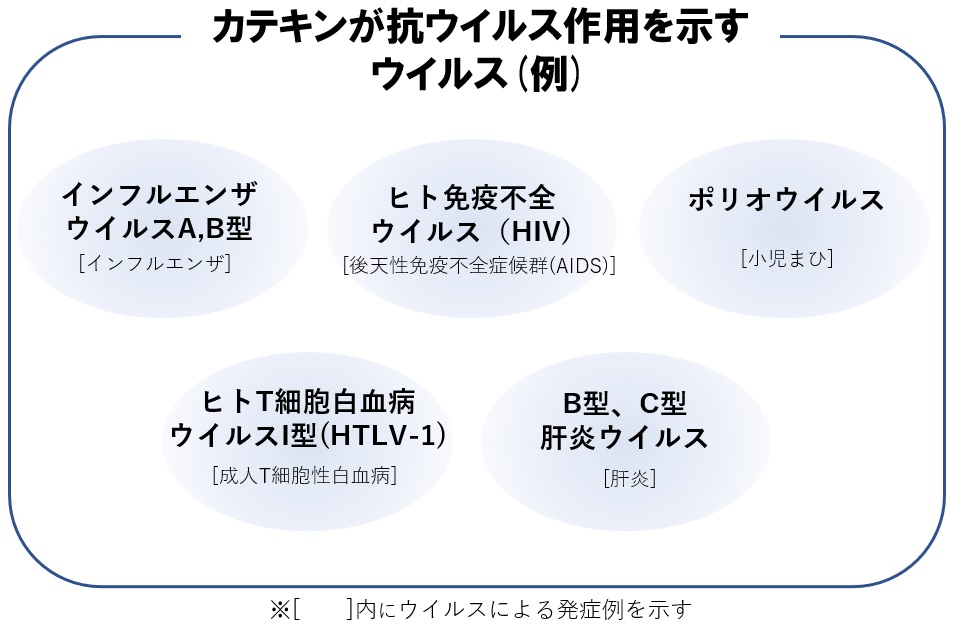 カテキンが抗ウイルス作用を示す ウイルス例 インフルエンザウイルス A,B型 ヒト型免疫不全ウイルス (HIV) ポリオウイルス ヒトT細胞白血病ウイルスI型(HTLV-1) B型、C型 肝炎 ウイルス