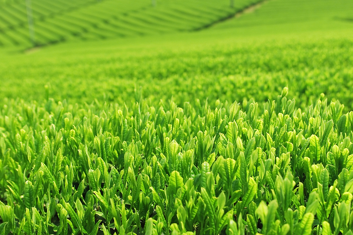 カテキンの抗アレルギー作用 mv