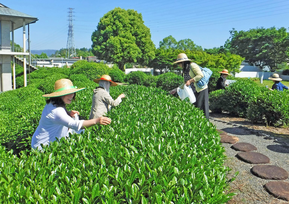 CHA遊学パークの新茶摘み体験です