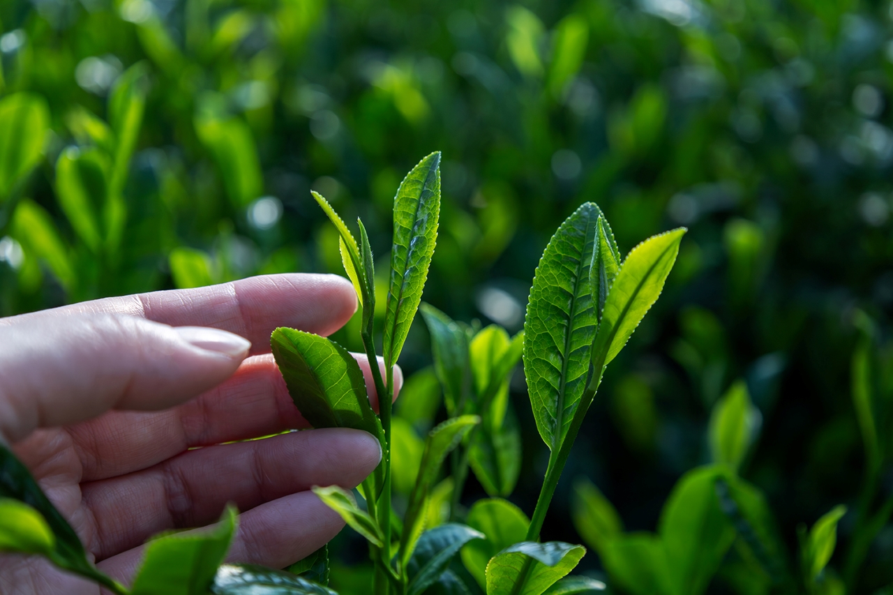 一足早く新緑の息吹をお届け「初摘み行事」を行いました