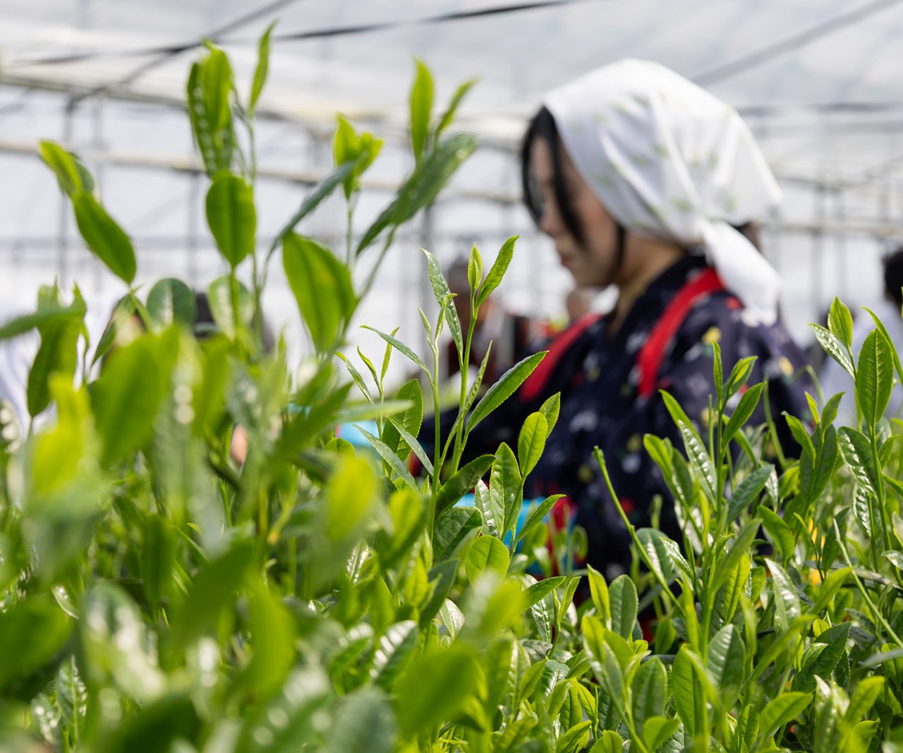 水に溶ける成分30%、水に溶けない成分70%