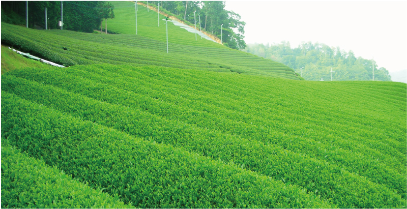 茶師厳選 熟成玉露 茶畑