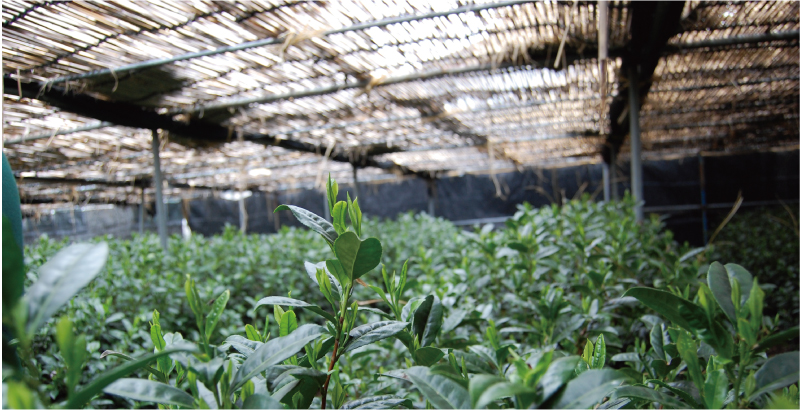 茶師厳選 熟成玉露 平均温度約18℃の冷暗所で保管